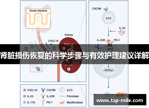 肾脏损伤恢复的科学步骤与有效护理建议详解